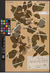 Foto von Salix caprea L.